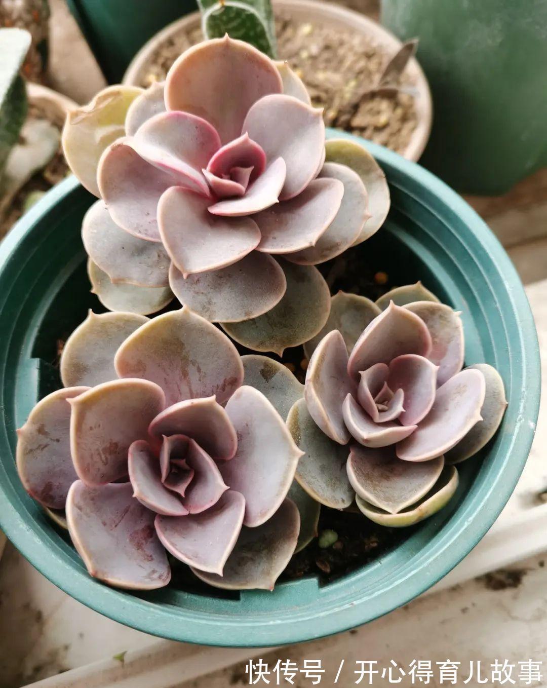 养花：这种多肉，是杂交的混血宝宝，你家有吗？
