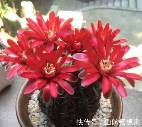 室内养盆“大荷花”，一盆胜过10盆，花朵大又艳，花开四季拉不