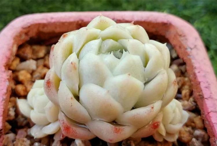 多肉|养多肉的最好境界，不是用价格衡量好坏，它解你寂寞，你陪它变美