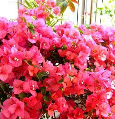 让三角梅枝条开满花,小经验教给你,花开多得看不到叶子