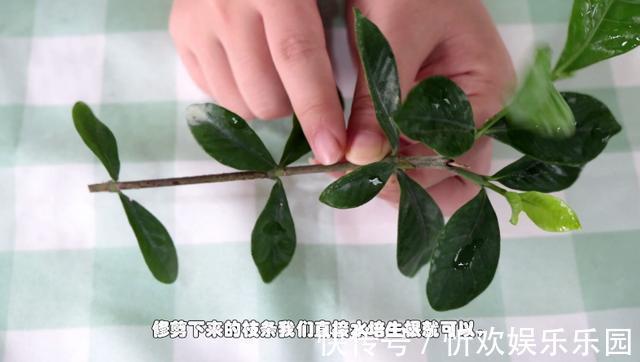 扦插|栀子花扦插很简单，修剪完的枝条不要扔，注意几点生根速度快