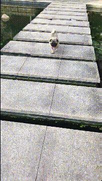 |搞笑GIF段子:狗子:这么多大风大浪都过来了,没想到最后还是翻船了