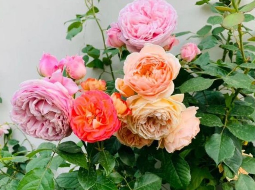 此款花卉,好养易爆盆,花香易打理,养在客厅美极了