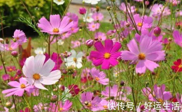 4种花被称为开花王,沾土就活,越热开花越多,养护简单漂亮