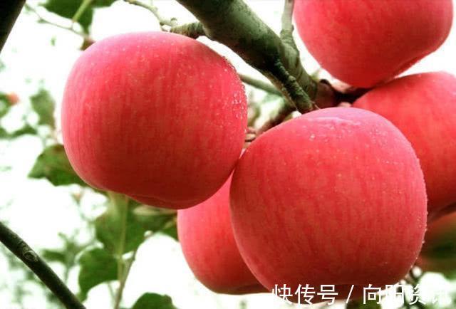 植物蛋白|对身体很好的3种食物,排毒养颜、改善体质,促进睡眠质量