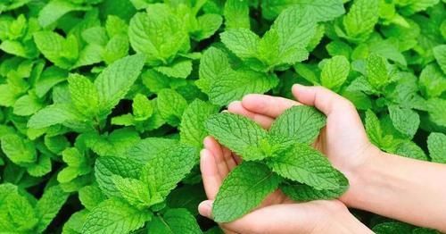 受用|一片薄荷9味药!薄荷的9大顶级妙用,9种不同功效,让你受用一生