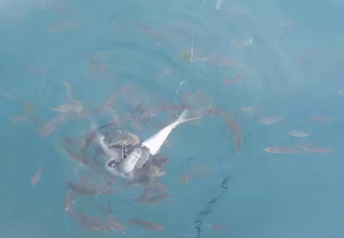 小鱼闹窝，还是老司机有窍门