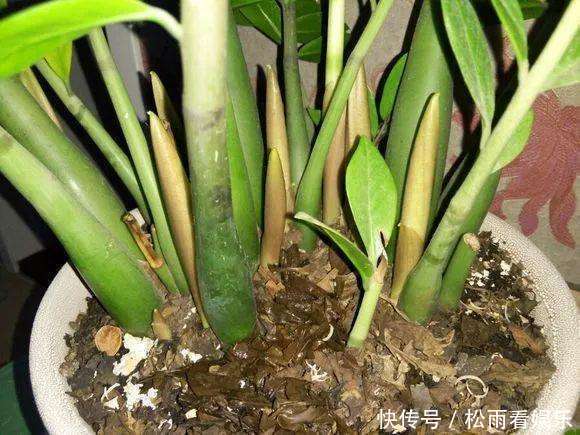 养了十多年的普通花草,竟然都能“开花”,看你家有吗