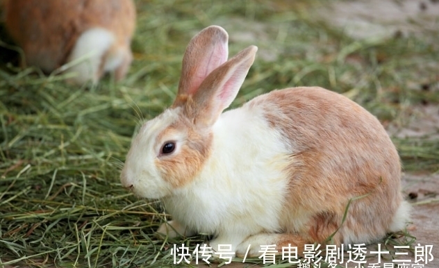属兔|大金兔：哪年出生的属兔人前途光明，事业好运多，看看有你吗？
