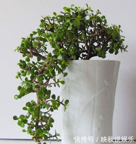 种花|家里人最适合养的3种花，不仅寓意好，而且长得好，花友都会喜欢