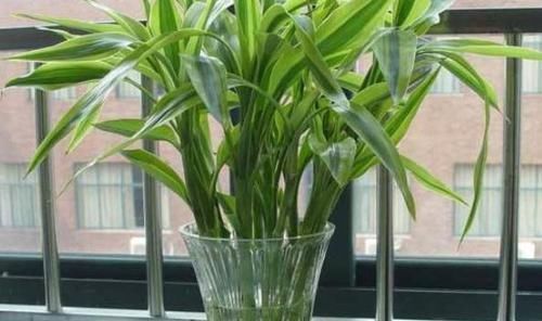 富贵竹枝叶泛黄怎么办从4个方面着手,使其远离黄叶烂根