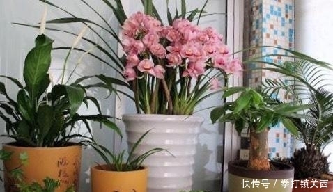 冬天|冬天绿植怎样保暖、防寒?做“2步”,不掉叶不烂根,漂亮又耐冻