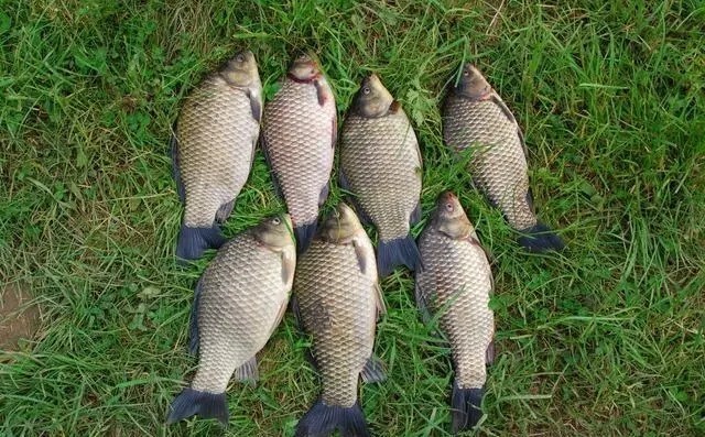 斤鲫越钓越多，不是吹牛，只是参透了这些钓鱼绝招！