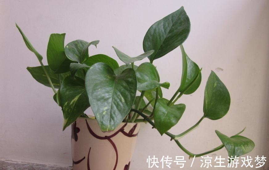 这3样绿植净化空气的效果不输专业仪器,难怪城里人家家都养