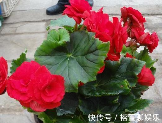 养海棠,这“3种”就得室内养,花苞绕枝上百朵,开成“大花帘”