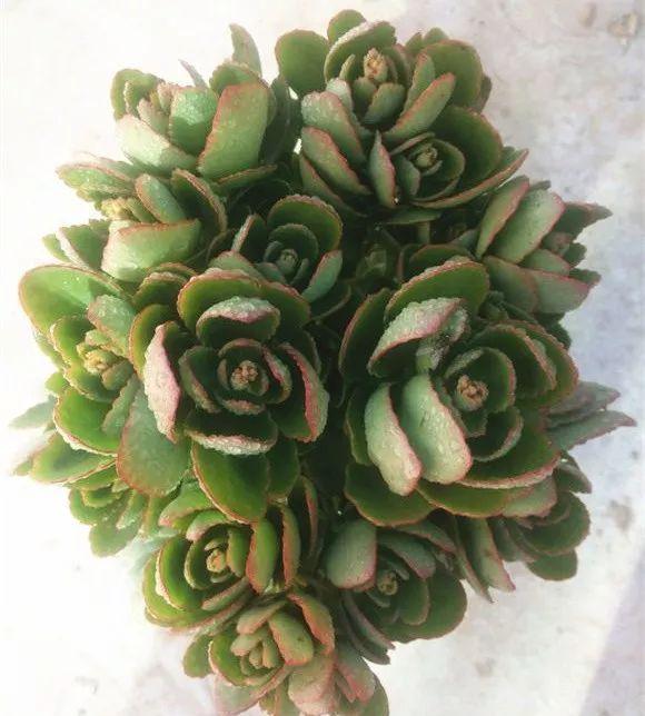 拿它一捂,长寿蟹爪兰嗖嗖冒花苞,多肉呼呼胖三圈