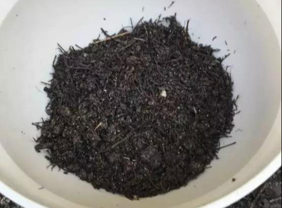 养花技巧花草换盆不懂这3点难怪换完盆就黄叶枯死