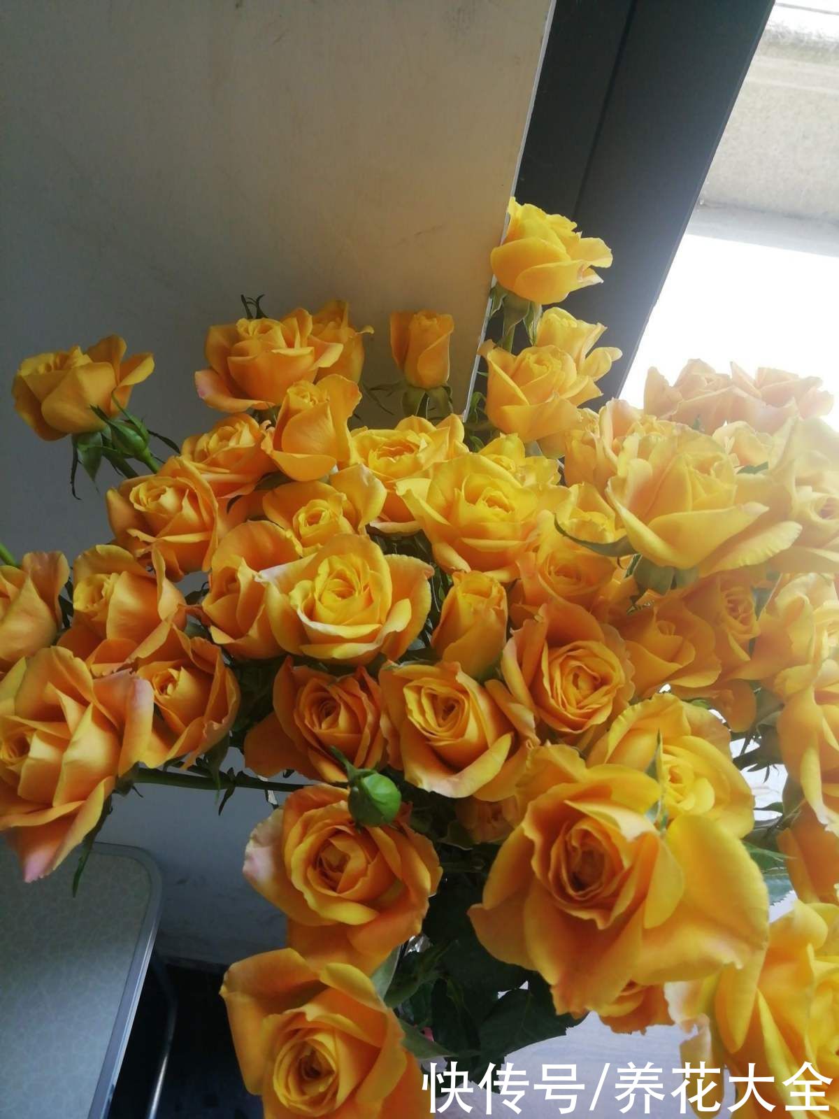 玫瑰原来是月季，养了这么久，还不知道名