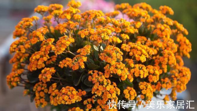 长寿花有“4喜”，顺着喜好养，花开一大盆，真漂亮