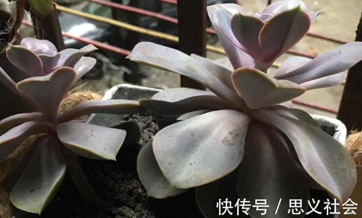 花土|多注意这3点,盆栽多肉紫珍珠,夏季茎叶根不化水腐烂