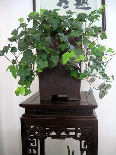 家里养花，就选这些，品味高大上，好养又耐看