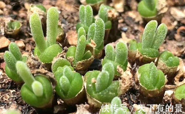 玉露|这“三多肉”怕日晒，放在封闭房间，叶片肥美不徒长，依旧长得旺