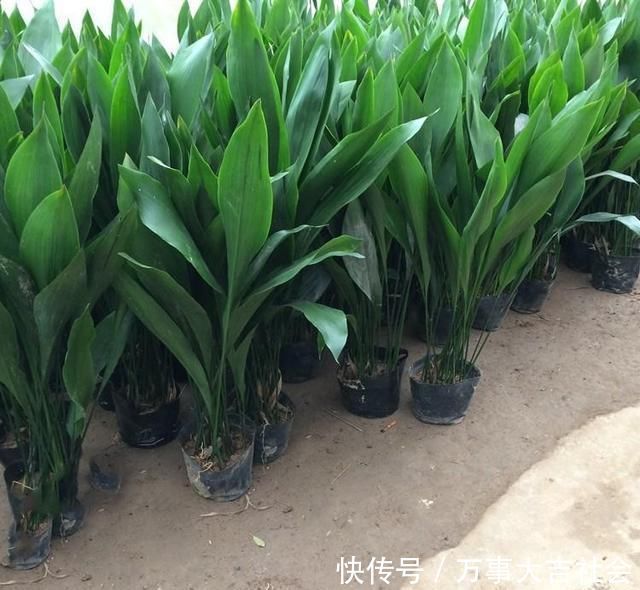 秋海棠|卫生间适合养什么花推荐几种好活耐湿花,净化空气没异味