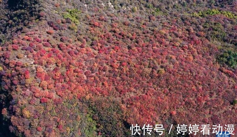 河北|河北武安：山区秋意浓