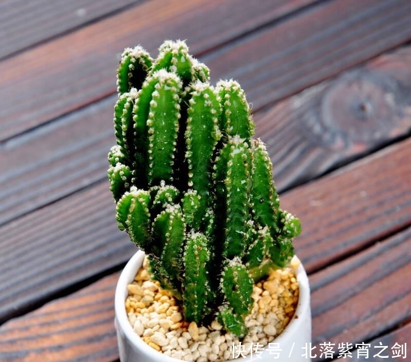 花卉市场逛一圈,这花比白菜还便宜,不买好亏