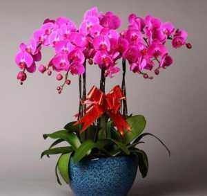 枯枝|5种东西扔盆底,盆土疏松又透气,花卉越长越旺,不烂根