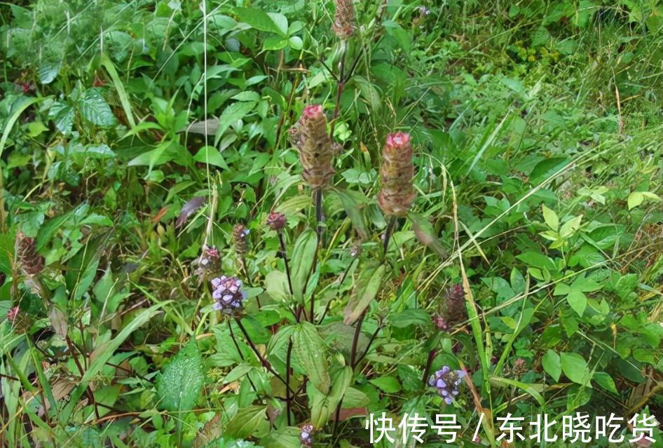 野生|5种不起眼的植物，常被挖来卖钱，有的价值上万一斤，要懂得识别
