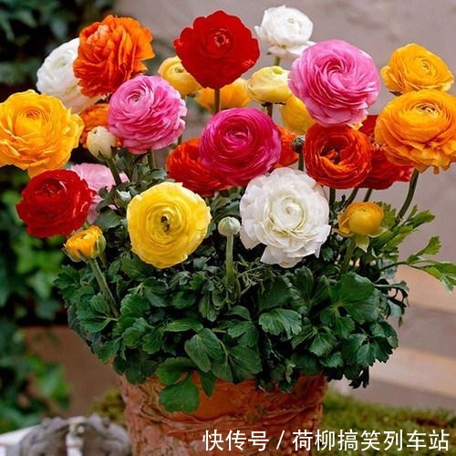 春天买花要谨慎,4种花“夏必死”,新手绕开走,别白花钱