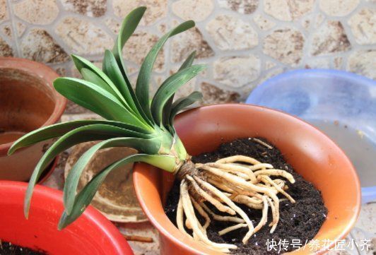 秋季给君子兰换土,通过3点判断是否该换,掌握方法不影响开花