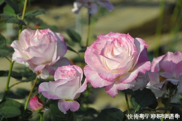 粉色|5款唯美粉色月季。美人如玉粉妆琢，粉色娇羞白如雪。抗病好养