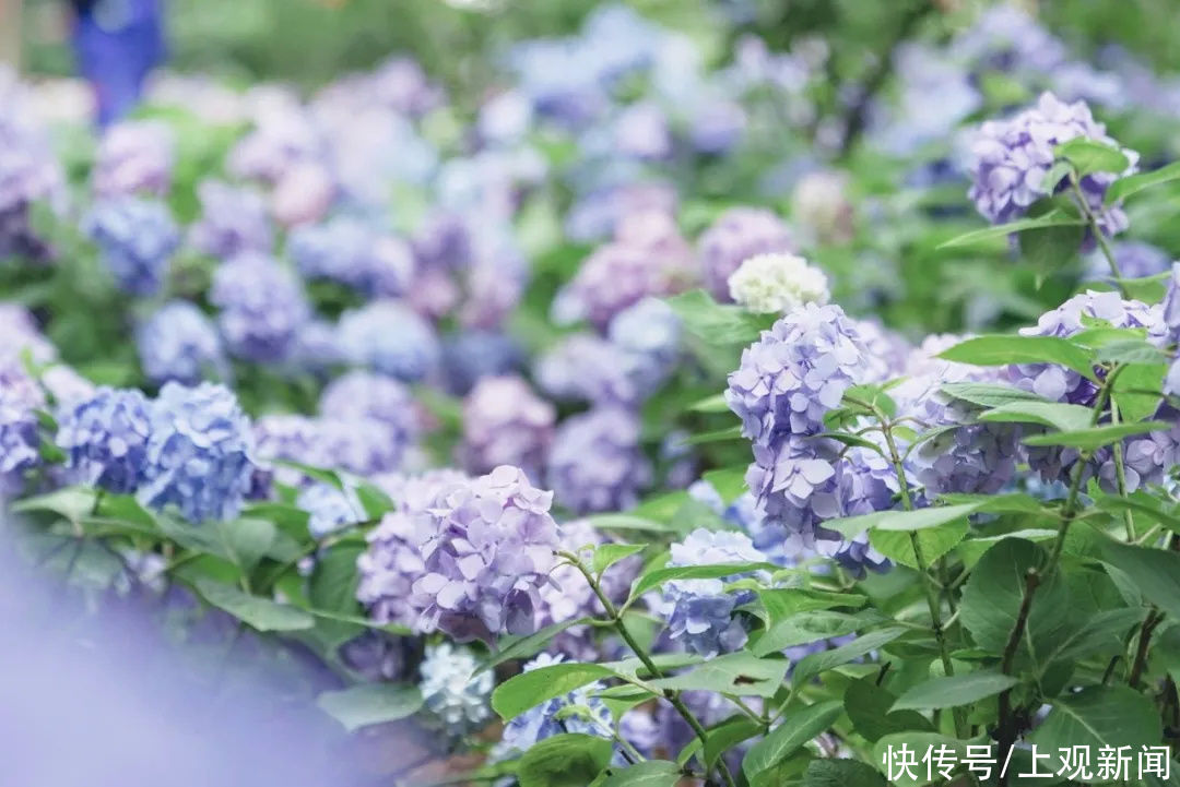 沙滩|穿越时空、漫游仙境、徜徉花海……在金山还可以这样玩