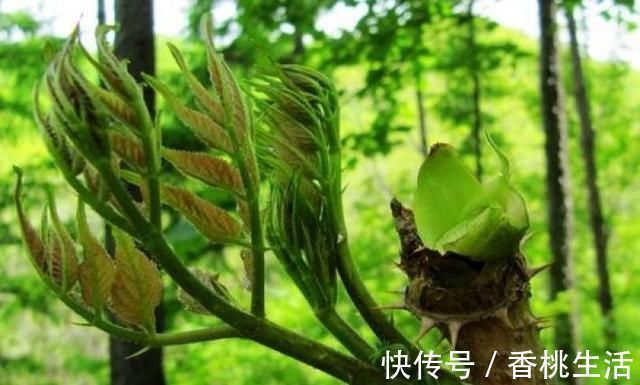 柴禾|农村山上一种野菜,价格比肉贵,农民以前却拿来当柴禾烧,啥野菜