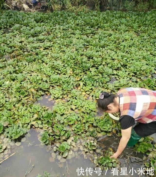 水下|长在水下的“花生”，皮脆肉美卖4元一斤，有谁认识吗？