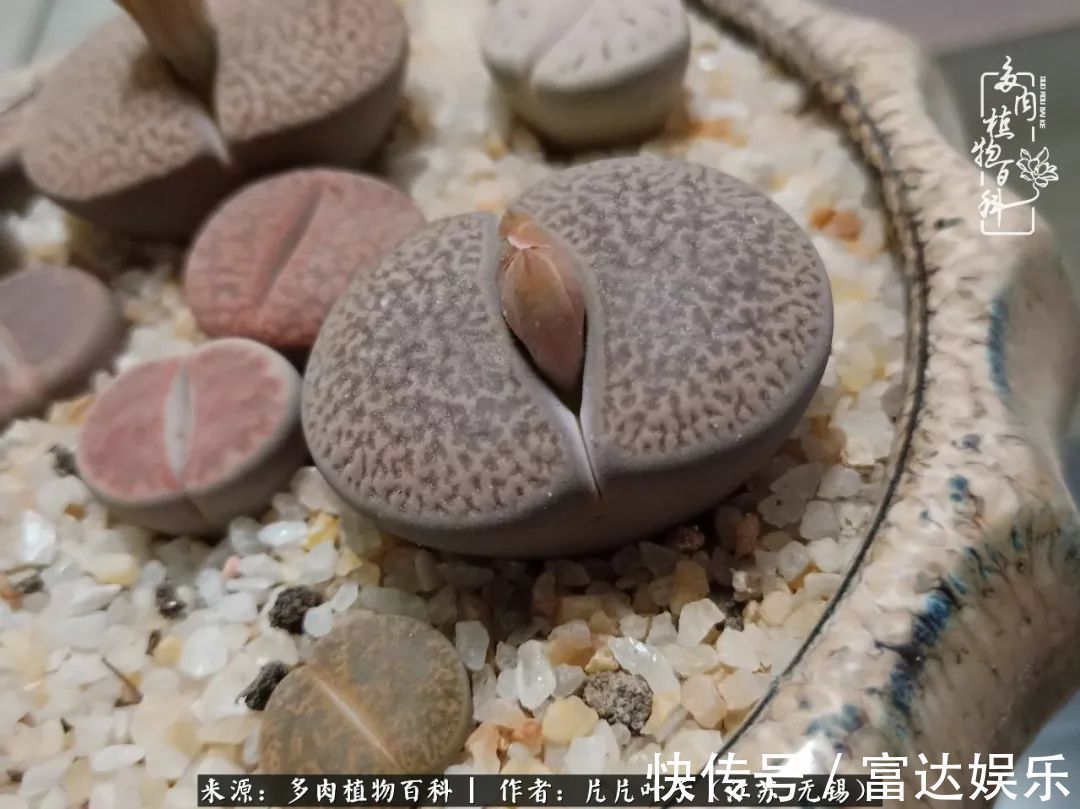 养肉路上,累并快乐着!时光不语,静待花开!