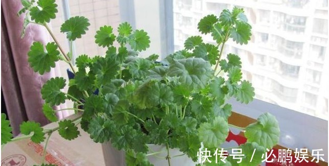 养花只需要以下5点,做到了你就是养花高手,养啥都爆盆