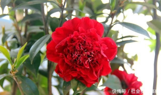 三四月是茶花的盛花季,别偷懒勤快些,枝繁叶茂,开花一茬茬!