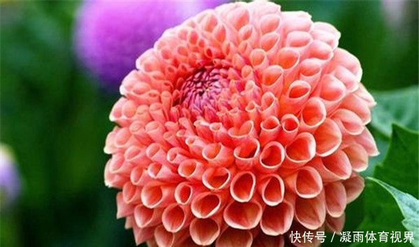 此花是墨西哥国花,以色彩瑰丽,花朵优美而闻名,是世界名花之一