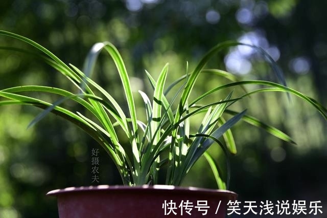 比松树皮更好的兰花植料，生根快、发芽壮，更适合兰菌滋生
