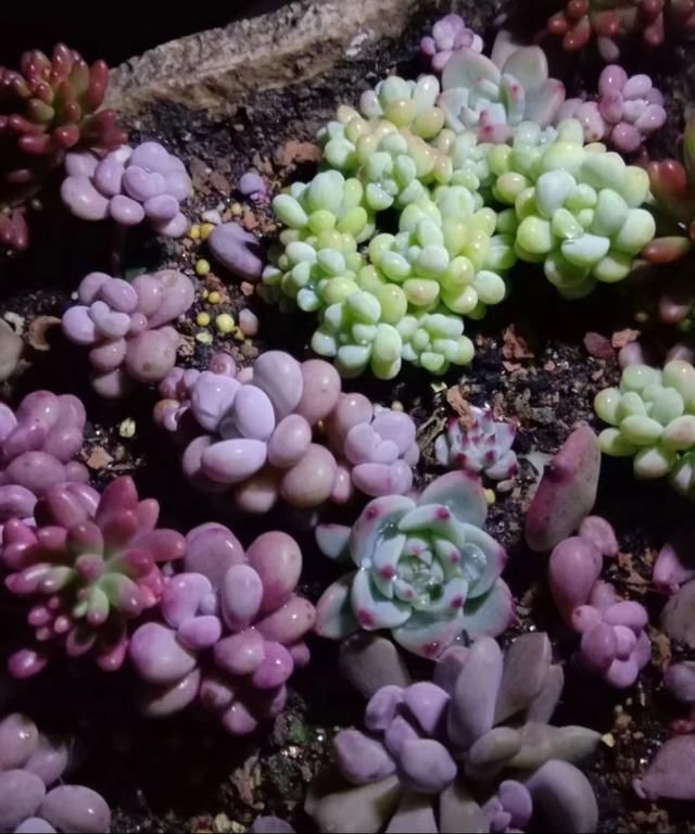 从小|养了5年多肉,从小白变成大神,这些经验送你了