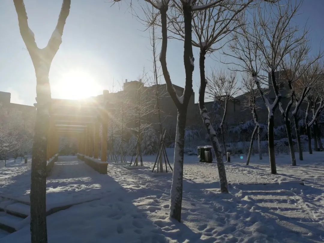 初雪|定格·山东商院的初雪