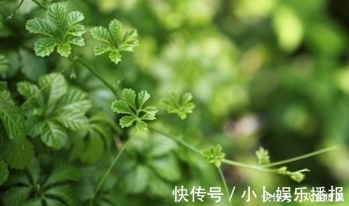 人参皂甙|中老年人想要防止糖尿病吗?这四种健康食物能降血糖和活血