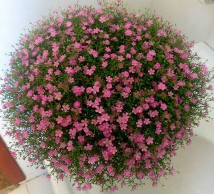 养花就养4种花,家里养一盆,花大色艳很漂亮,谁养谁爱