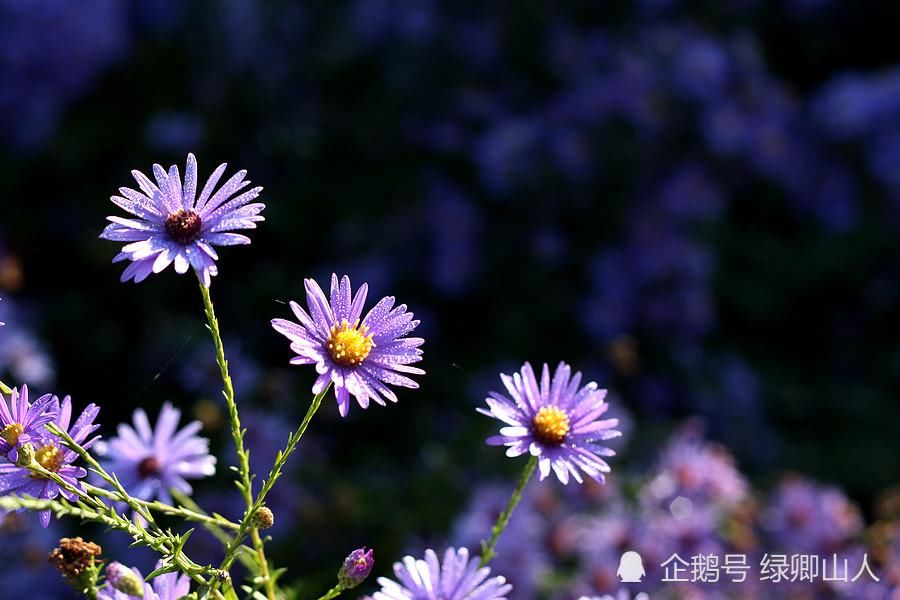 紫菊|紫菊宜新寿，丹萸辟旧邪——菊花