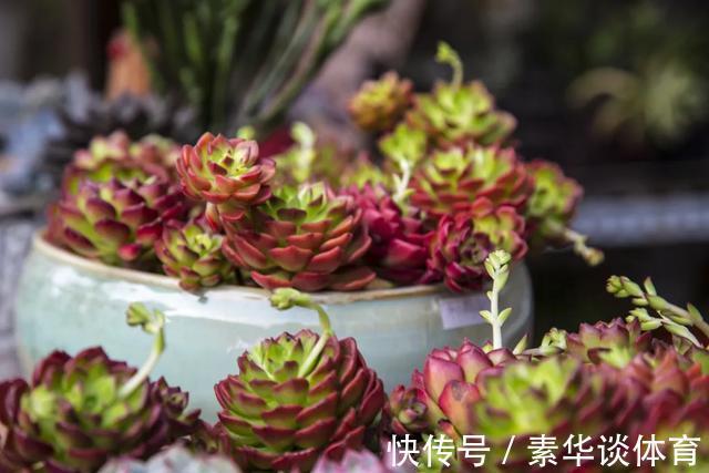 花友们|养多肉,花友们“别踩”这3误区,不然养一盆坏一盆