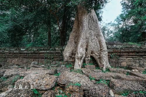 中年|塔布隆寺——古树与神庙的爱恨情仇，化作生死相依的永世缠绵