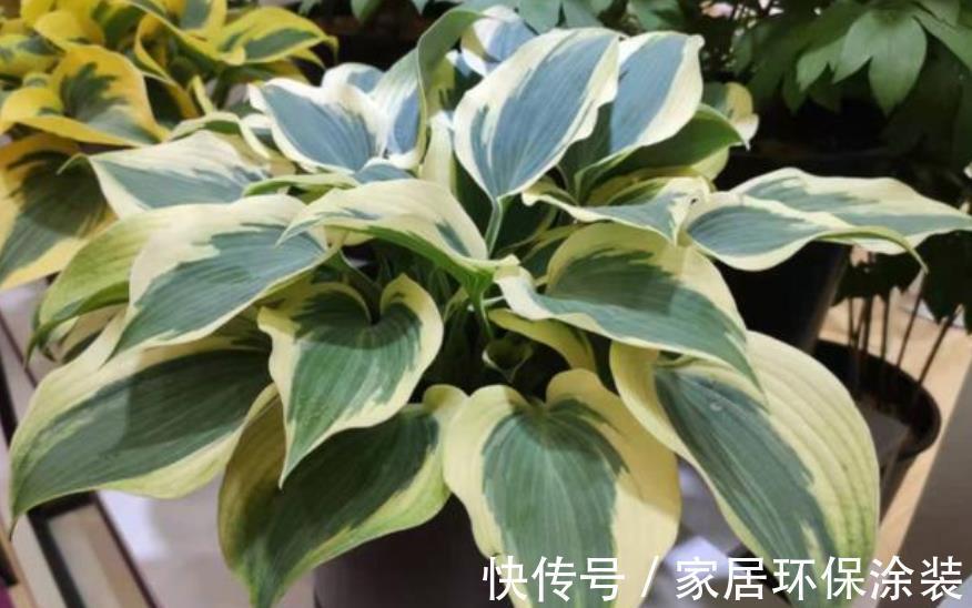 秋天给花换盆后，3件事不要做，不然难服盆，叶片还发黄